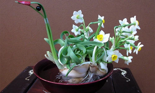 Điều đáng sợ sau vẻ đẹp của hoa thủy tiên