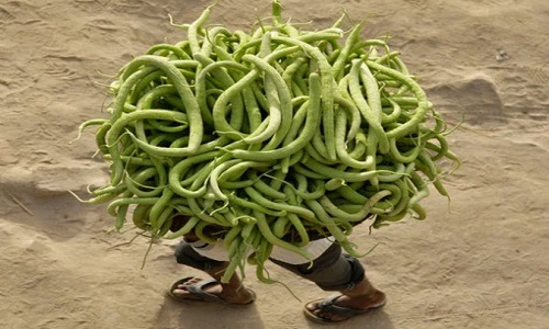 Điểm những giống dưa chuột quái đản nhất Trái đất