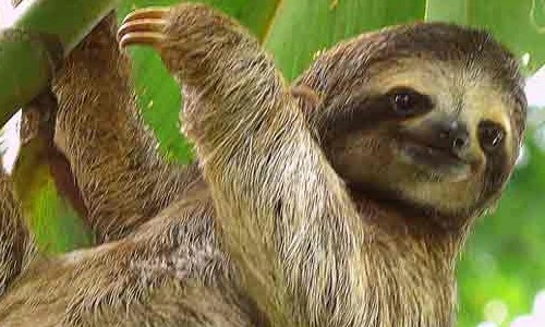 Sự thật ngỡ ngàng về loài động vật chậm chạp nhất hành tinh