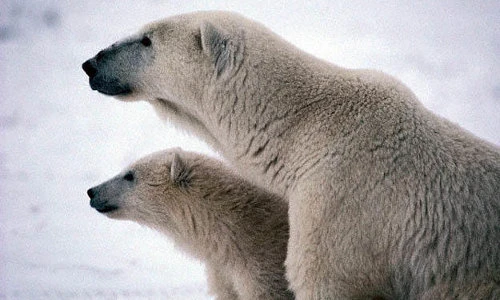 Nể phục những động vật giỏi làm mẹ nhất nơi hoang dã