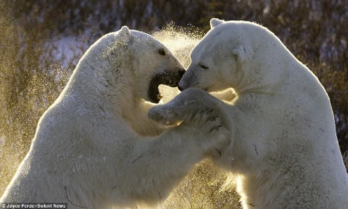 Gấu Bắc Cực đánh nhau tranh giành bạn tình