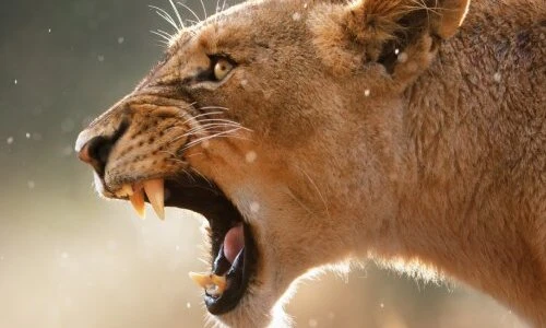 Tiết lộ bất ngờ về răng nanh các “siêu sát thủ” trong TG động vật