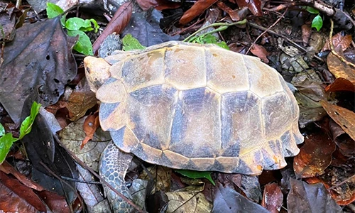 Quảng Bình tiếp nhận 3 cá thể rùa núi viền: Loài quý hiếm!