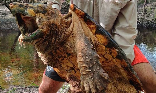 “Quái vật ngoại lai” từng có ở Việt Nam, nay tràn ngập Trung Quốc 