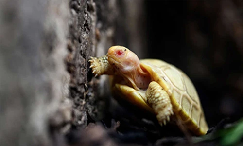 Cận cảnh rùa khổng lồ Galapagos bạch tạng: Loài siêu quý hiếm!