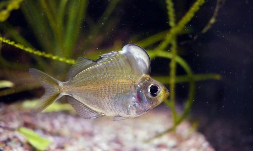 Loài cá cảnh "độc nhất vô nhị" bướu mọc ngay trên đầu