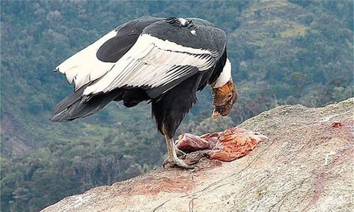 Sự thật về những loài động vật ăn xác thối