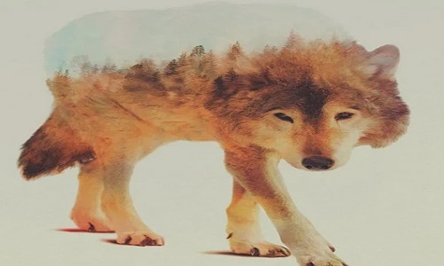 Choáng ngợp cảnh ghép giữa động vật hoang dã và thiên nhiên