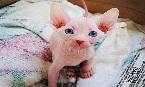 Bộ ảnh mèo Sphynx trụi lông vừa sợ vừa yêu