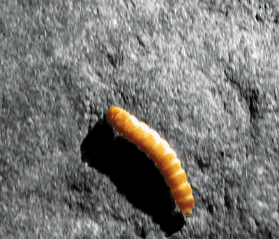 Những sinh vật kỳ lạ phát sáng diệu kỳ trong tối