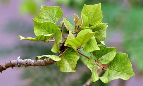 Món ngon dân dã từ lá vông