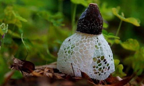 Kỳ lạ loài nấm “che mặt” như mỹ nhân, quý hiếm nhất Việt Nam