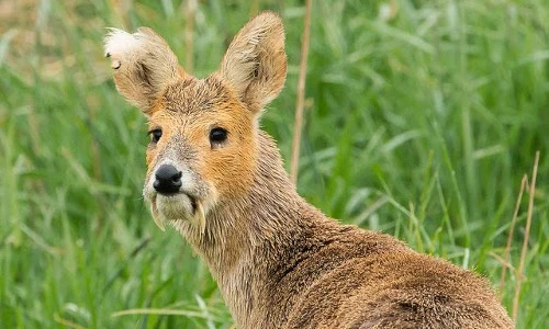 Độc lạ loài hươu nước có răng như ma cà rồng
