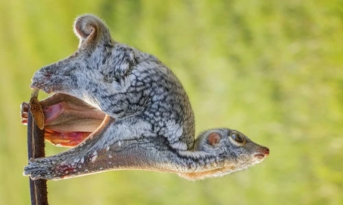 Kỳ lạ loài động vật “biết bay” sống về đêm ở Việt Nam