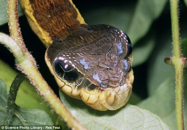 Xem loài sâu đội lốt rắn đáng sợ