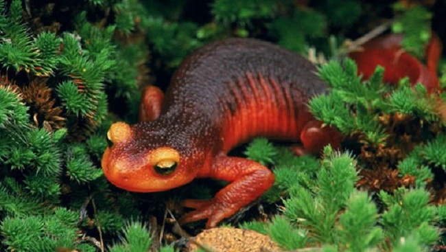 Những loài vật có khả năng tự tái tạo