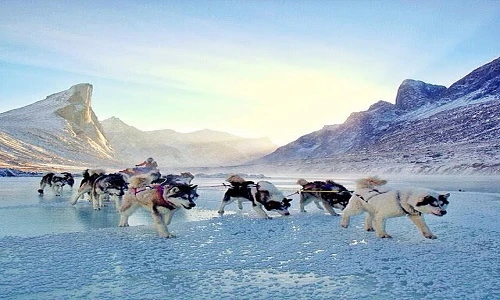 Cặp đôi kỳ lạ khám phá Bắc Cực bằng xe trượt tuyết