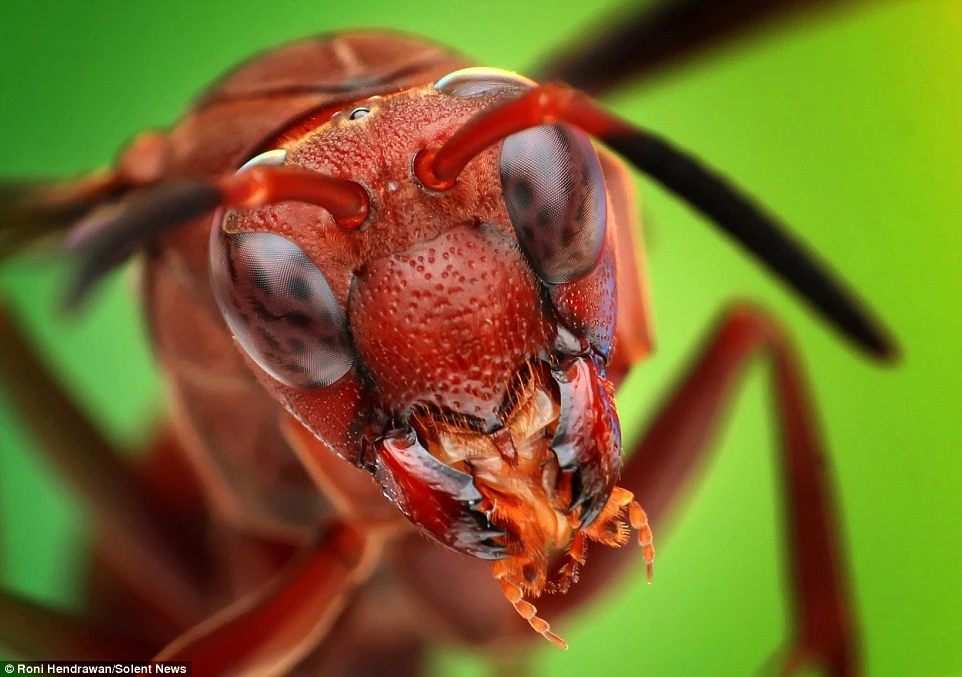 Cận cảnh vẻ đẹp lạ lùng của những quái vật tí hon