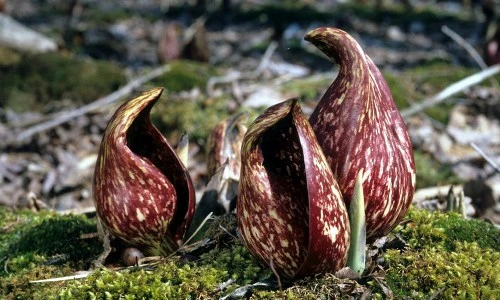 Phát khiếp với những loài hoa “hôi nách” trong thế giới thực vật