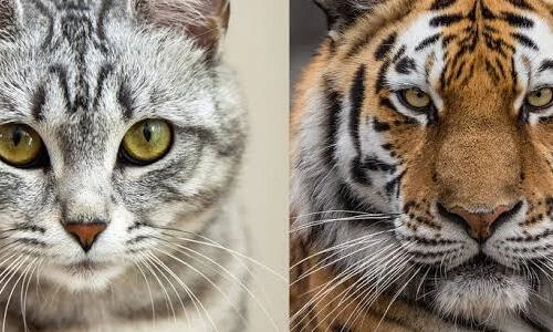 Cùng một họ, vì sao mèo nhà không thể gầm rú như hổ báo?