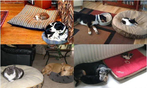 Chết cười chùm ảnh hoán đổi giường giữa chó và mèo