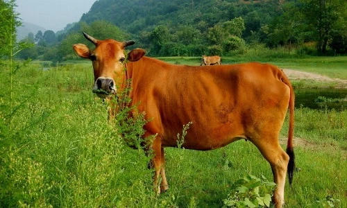 Khám phá giống bò vàng nhiều đặc tính tốt của Việt Nam