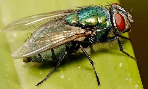Sự thật bất ngờ về loài ruồi nhặng đầy rẫy quanh ta