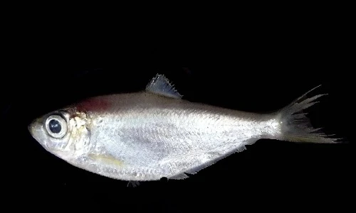 Khám phá cá đé - một trong “tứ quý ngư” của VN