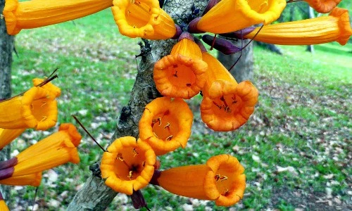 Kỳ lạ cây có hoa mọc từ thân, có thể nấu ăn ở VN 