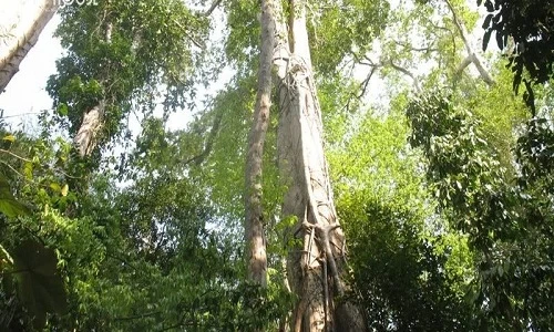 Sự thật sửng sốt cây kiền kiền cho gỗ quý ở Việt Nam