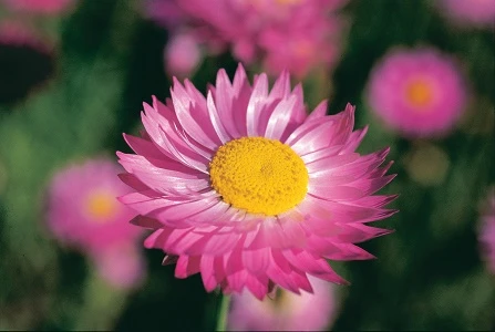 2 tháng tới, ba con giáp này ngồi mát ăn bát vàng, tiền ngập két