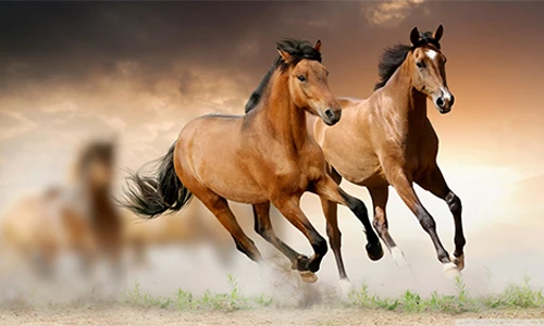 Năm 2022: 3 con giáp ngẩng đầu đón quý nhân, cúi đầu hốt tài lộc 