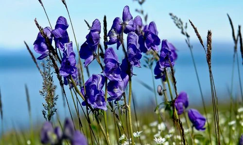 Sự thật hãi hùng loài cây “nữ hoàng độc dược” đẹp ma mị