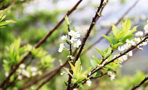 Bài thuốc hay chữa bệnh từ hoa mận ngày xuân