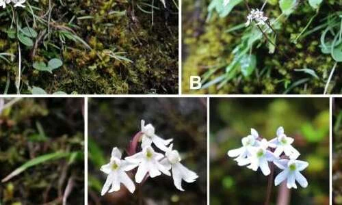 Loài lan mới được phát hiện ở Trung Quốc: Quý hiếm sao?