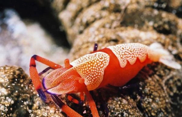 Động vật cũng nuôi... thú cưng