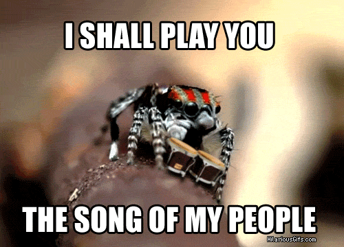 Chú nhện siêu dễ thương này được đặt tên là nhện nhảy thuộc họ Salticidae arachnid.