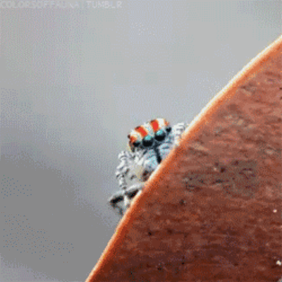 Nhện nhảy với ngoại hình vô cùng diêm dúa cũng là một loài trong họ Salticidae arachnid mà chúng ta đang nhắc tới.