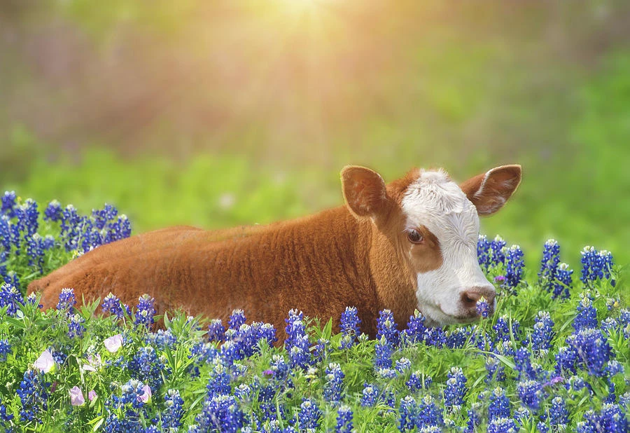 Dự đoán ngày mới 28/5/2020 cho 12 con giáp