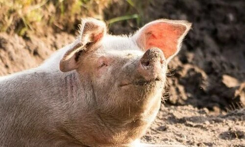 Giải mã thú vị: Lợn có đổ mồ hôi không?