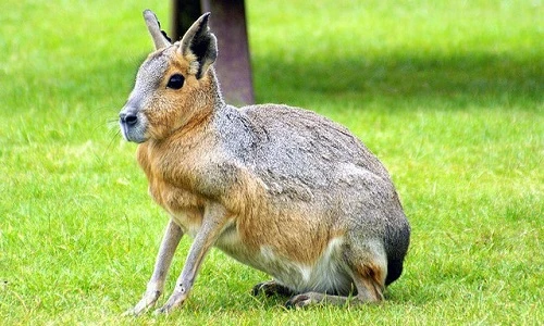 Hoa mắt với những động vật hoang dã dễ gây nhầm lẫn 