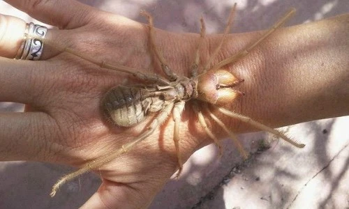 Loài nhện lông lá gây ám ảnh, đáng sợ như bọ cạp