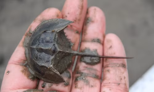 Sự thật ít người biết về con so biển có độc