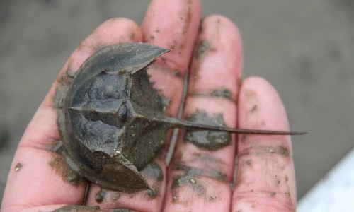 Sự thật ít người biết về con so biển có độc