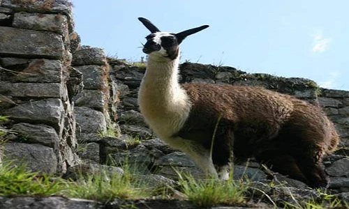 Sự thật ít ai biết về lạc đà không bướu