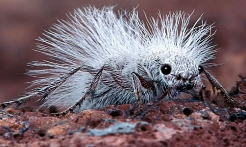 Tận mắt các loài kiến kỳ dị gây hãi hùng nhất 