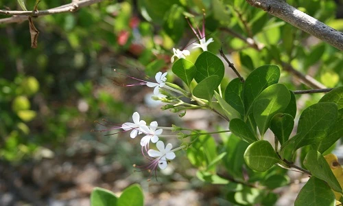 Khám phá "lạ" cây ngọc nữ biển yêu kiều ở ven biển VN