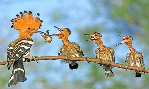 Điều thú vị về chim đầu rìu lạ nhất TG có ở VN