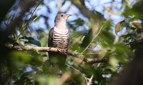 Sự thật loài chim bắt cô trói cột kỳ lạ của VN