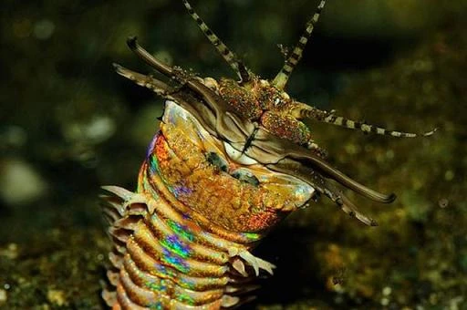 Rợn tóc gáy với loài sâu biển dài 3m